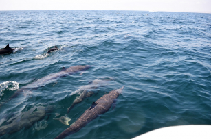 Delfines en el tour 7 bahías de Huatulco